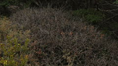 Pittosporum anomalum