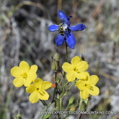 Menodora scabra