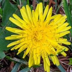 Taraxacum officinale