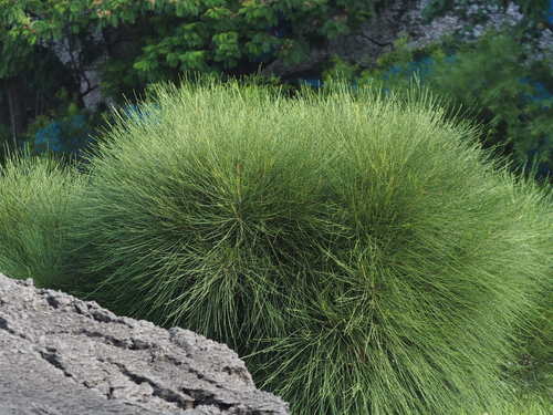 Dwarf She-Oak (Allocasuarina nana) · iNaturalist