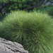 Dwarf She-Oak - Photo (c) Hong, some rights reserved (CC BY-NC), uploaded by Hong