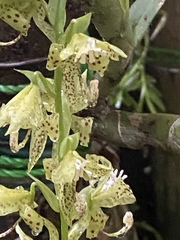 Cycnoches
