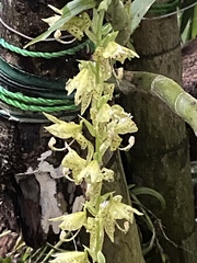 Cycnoches