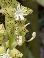 Cycnoches