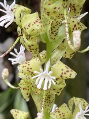 Cycnoches