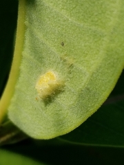 Puccinia coronata