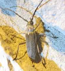 Gnaphalodes trachyderoides