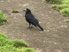 Corvus frugilegus