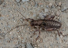 Cyphoderris