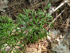 Diphasiastrum complanatum