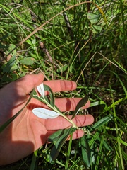 Salix pedicellaris