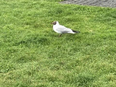 Chroicocephalus ridibundus