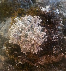 Stereocaulon paschale