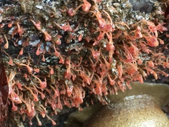 Ectopleura marina