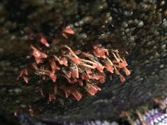 Ectopleura marina