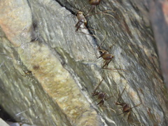 Euhadenoecus puteanus