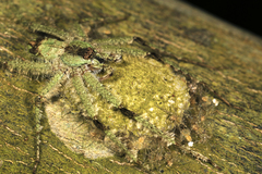 Pandercetes gracilis