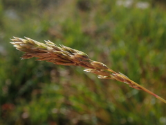Festuca kingii