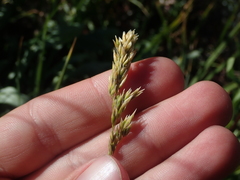 Festuca kingii