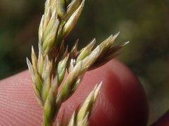 Festuca kingii