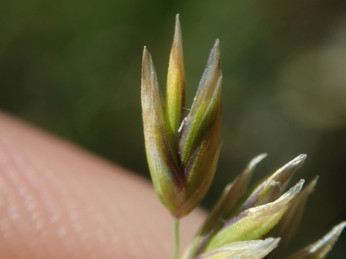 Image of Festuca kingii by (c) Nolan Exe, some rights reserved (CC BY)