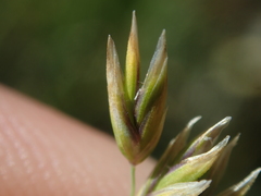 Festuca kingii