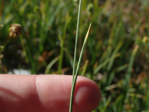 Image of Festuca kingii by (c) Nolan Exe, some rights reserved (CC BY)