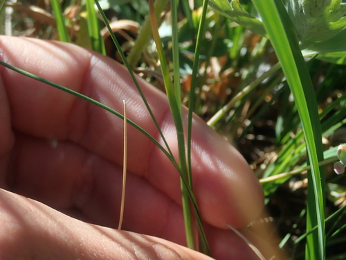 Image of Festuca kingii by (c) Nolan Exe, some rights reserved (CC BY)