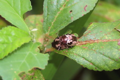 Zygogramma bigenera