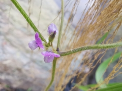 Glycine max soja