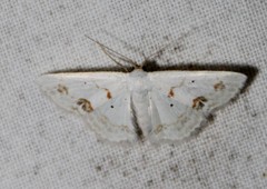 Scopula lautaria