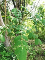 Comocladia macrophylla