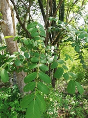 Comocladia macrophylla
