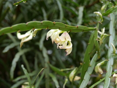 Carmichaelia williamsii