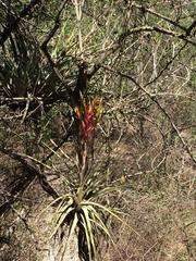 Tillandsia inopinata