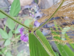 Glycine max soja