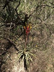 Tillandsia inopinata