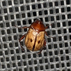 Anomala binotata