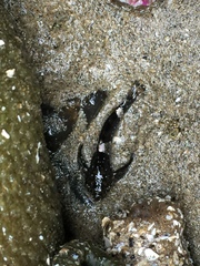 Clinocottus globiceps