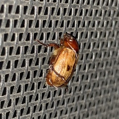 Anomala binotata