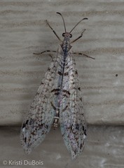 Dendroleon speciosus