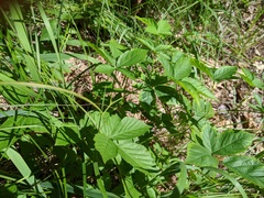 Rubus setosus