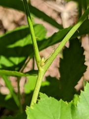 Rubus setosus