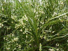 Carmichaelia williamsii