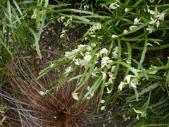 Carmichaelia williamsii