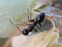 Camponotus piceus