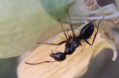 Camponotus piceus