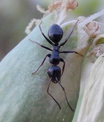 Camponotus piceus