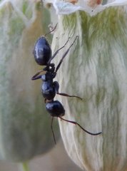 Camponotus piceus