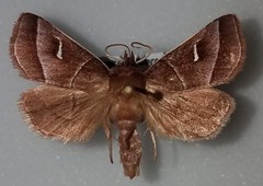 Fagitana littera